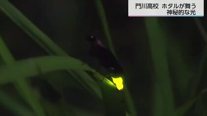 2006年から続く命のバトン　門川高校で今年もホタルが見頃に　生徒が守り続ける神秘の飼育活動