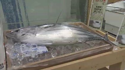 “朝まで泳いでいた”生カツオのたたきが午前中に福岡へ　九州新幹線で鹿児島からスピード輸送　2カ月ぶりに復活