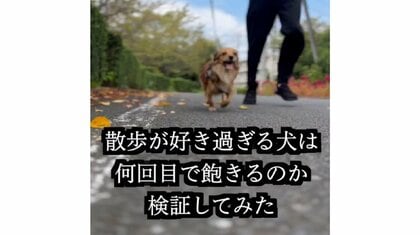 飼い主「若干の恐ろしさも」散歩が好きすぎる犬は“何回目で飽きるか”を検証…結果は想定内？普段の散歩の様子も聞いた