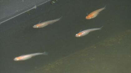 怒りよりも悲しみが強い…「メダカ泥棒」犯行の瞬間　盗まれたのは300匹以上、被害総額110万円