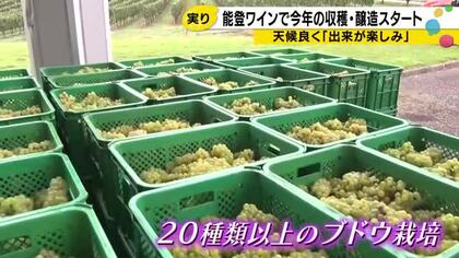 能登ワイン　今季のブドウ収穫スタート　「酸味と糖度のバランスが良い」