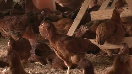 鶏舎の暑さ対策を強化　比内地鶏のブランド力や販路拡大へ　協議会が2026年度の方針示す　秋田