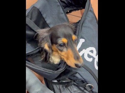 楽しいお出かけのはずが気付くと病院に？プルプル震えるワンちゃんが「かわいそうだけどかわいい」