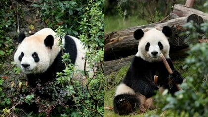 中国のパンダ「ピンピン」と「フーシュアン」がアメリカへ　習近平国家主席「米中両国民の友情の使者」