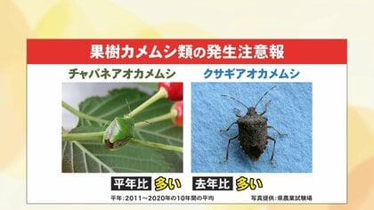 カメムシ大量発生は大雪の前兆！？　“雪国あるある”言い伝えの真相をデータと専門家の見解からひも解く【福井発】