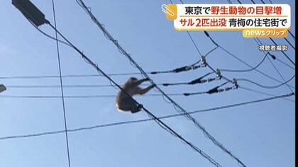 犬が吠えても動じず…サル2匹が電線を“お散歩”　港区でハクビシン、江東区ではアライグマも　都内で“野生動物”相次ぎ出没
