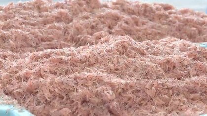 大船渡市でイサダ初水揚げ、前年の6割　三陸に春の訪れ告げる　岩手県