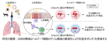 アレルギー疾患に関連するゲノム領域の重要性を解明~気管支ぜんそくの新規治療法の開発に期待~