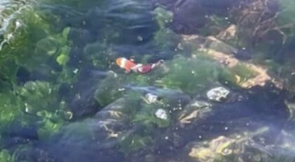 猛暑で異変？北海道の海に“ニモ” 映画さながらの大冒険 クマノミ出現の謎を調査 【北海道発】