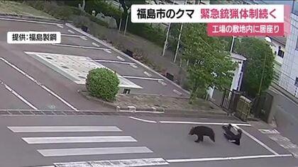 4人ケガの熊被害から一夜　福島市の工場敷地内にクマ居座る　麻酔銃や箱わなで捕獲めざし警戒続く　