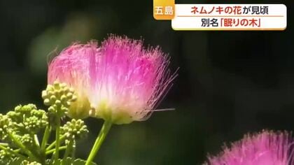 まるで木が眠っているよう　「ねんねの木」とも呼ばれるネムノキの花が五島の海岸で見頃