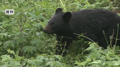 【速報】クマ対策予算に83億円を要求　出没増加受け対策や施設整備の費用に