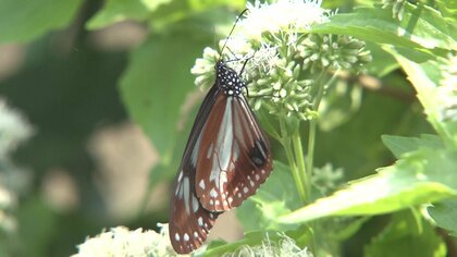 優雅に舞う100匹のアサギマダラ　チョウと花の共演…自宅に“楽園”を作った男性「庭づくりは生きがい」【宮崎発】