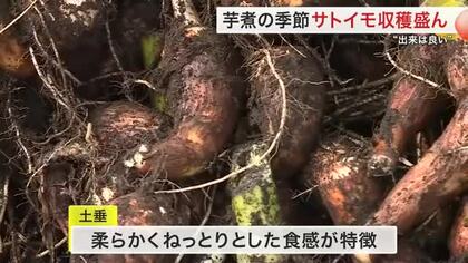 芋煮の季節 蔵王町でサトイモ収穫最盛期　ねっとり食感が特徴の「土垂いも」出荷進む〈宮城〉