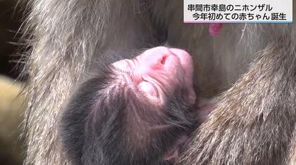 待つこと3時間…ニホンザルの赤ちゃんの寝顔を撮影　串間市・幸島でことし初めての誕生　母ザルにしっかりしがみつく愛らしさ　宮崎県串間市