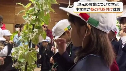 ポンポンポン…「甘い梨になりますように」小学生が梨の花粉付け体験　25年続く地域の学び（島根）