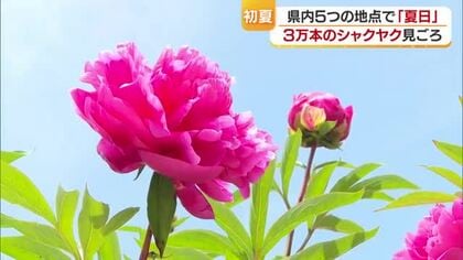 「華やかな感じがしてうれしい」初夏の風物詩“シャクヤク”見ごろ　愛媛県内５地点で夏日　【愛媛】