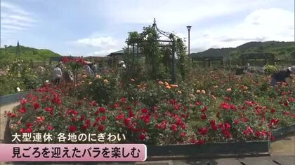 約6000株のバラが咲き誇る”ローズフェスタ”開催中　水俣エコパーク【熊本】