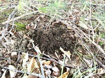 【ヒグマ速報】夏休み中の小学校のグラウンドにでっかいクマのフン＿近くの木には爪でガリガリ引っかいた痕も＿近くには住宅もあり警察が注意呼びかけ＜北海道函館市＞