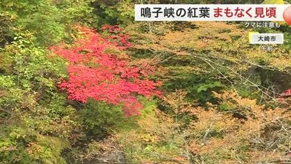 まもなく見頃 鳴子峡の紅葉　今年はクマに警戒　観光業者が「鈴持って」注意呼びかけ〈宮城〉