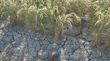 【悲鳴】｢絶体絶命｣新潟のコメがピンチ! 猛暑に水不足で農作物に被害も 異常気象が農家を翻弄