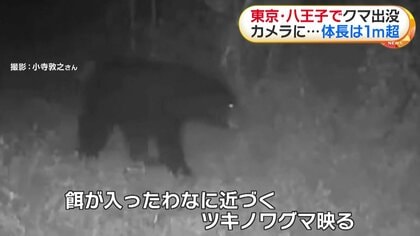 都内でクマの姿をカメラが捉える イノシシ用ワナ周辺を徘徊する体長1m