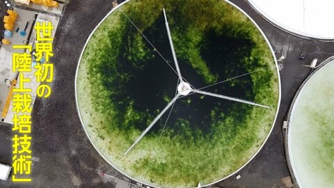 海藻の絶滅回避へ　“新”食文化発信も　独自の栽培技術で課題解決