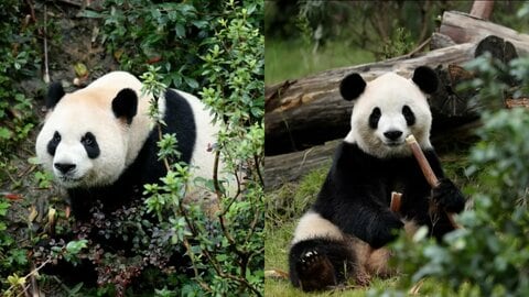 中国のパンダ「ピンピン」と「フーシュアン」がアメリカへ　習近平国家主席「米中両国民の友情の使者」