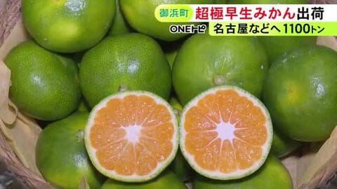やや小さめながら糖度高く…三重県御浜町で『超極早生ミカン』の出荷始まる 約1100トンが名古屋などの市場へ