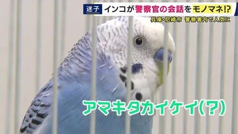 「アマキタカイケイ」「マチガッタ」　尼崎の警察署で保管の“落としものインコ”が警察官の言葉をしゃべる！？　署に馴染む一方で願うのは「飼い主への返還」