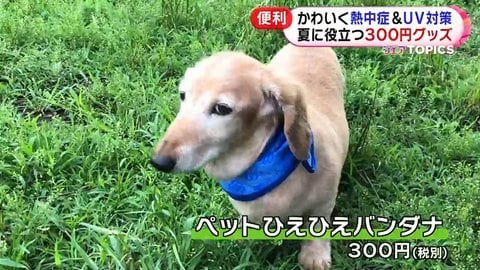 安くてカワイイ 夏の暑さを乗り切る300円グッズをご紹介 紫外線 熱中症対策グッズが人気