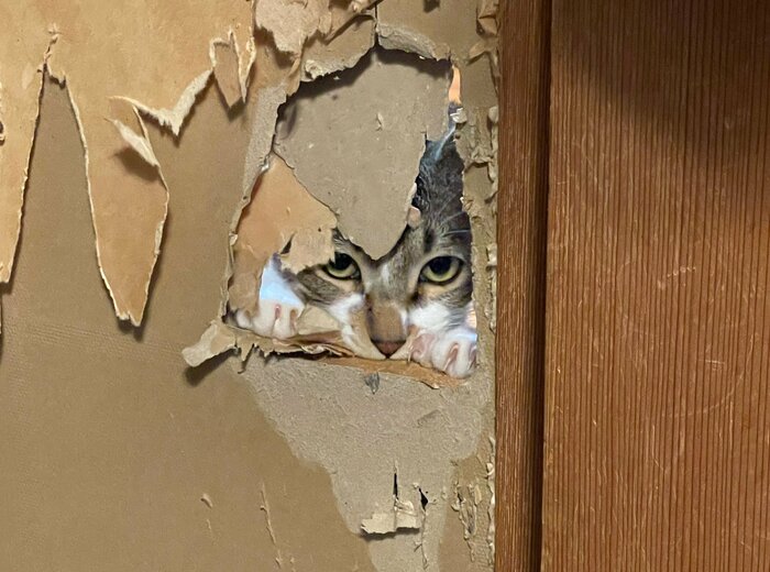 ふすまの穴からこちらをじっと見つめる、弥勒くん