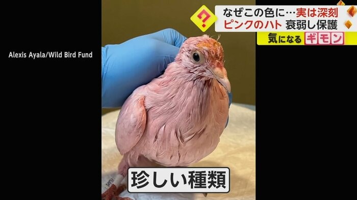 珍種ではない