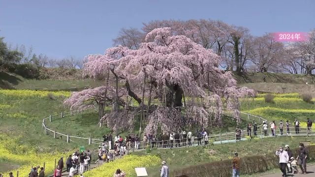 三春滝桜(福島県三春町)2024年撮影