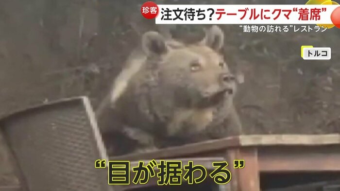 据わった目で辺りを見回すクマ(IHA)