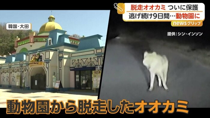 別の場所で撮影された脱走オオカミ