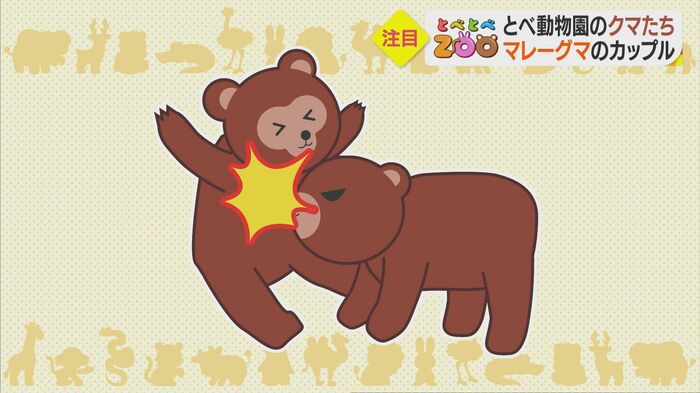 「ノア」が「シャイン」に突進!