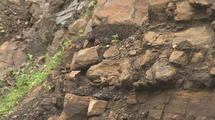 過去に新種が発見された地層