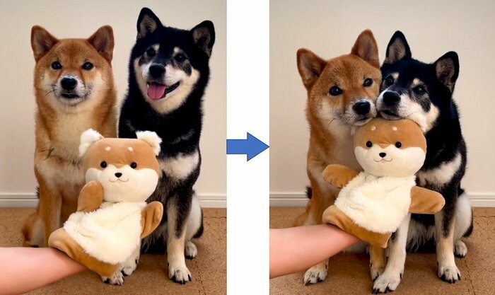 柴犬パペットにあご乗せ