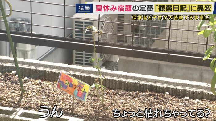 ミニトマト