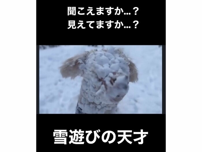 雪まみれのアロちゃん(提供:hair.axis)