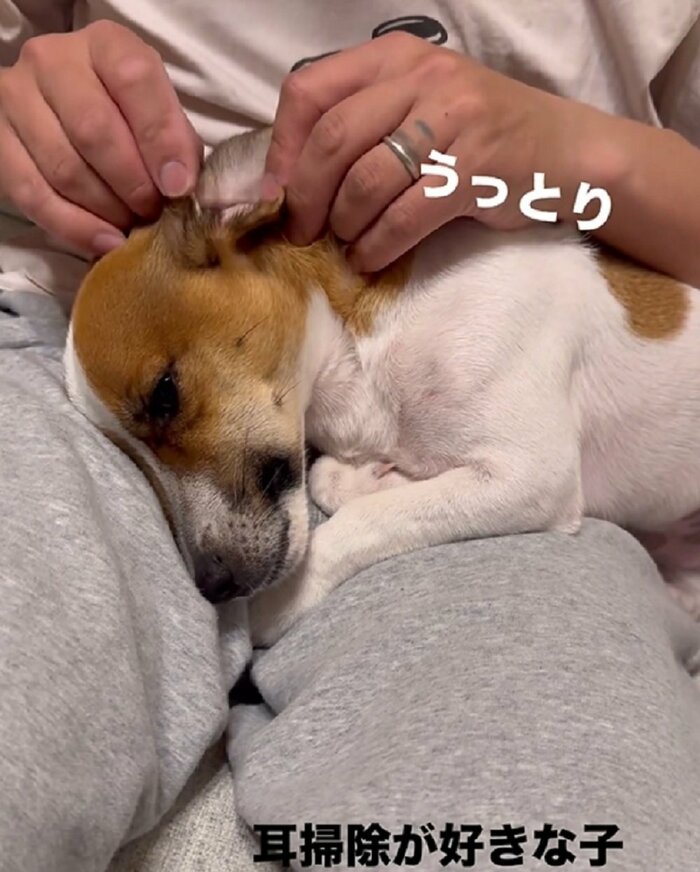 耳掃除をされてうっとりしているだいずくん