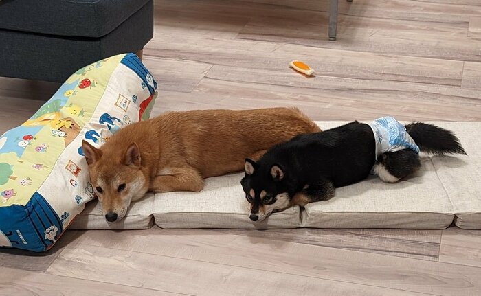 仲良しなきょうだい