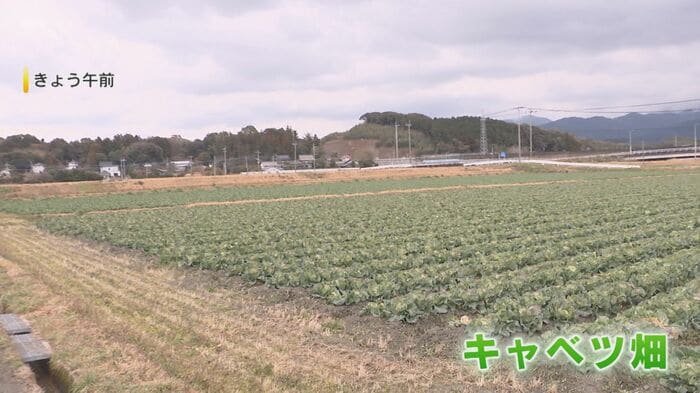 糸島市のキャベツ畑（2026年2月11日）