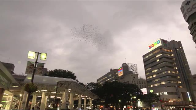 大作戦は”ムク”われる!?”空飛ぶ騒音”との最終決戦 一夜明けてどうなった?<福島県福島市>