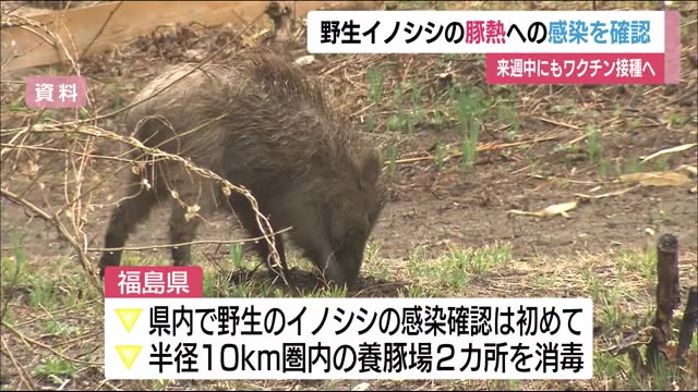 豚の感染症【豚熱】福島県内で初めて野生イノシシの感染を確認 発見された周辺の養豚場では消毒行う