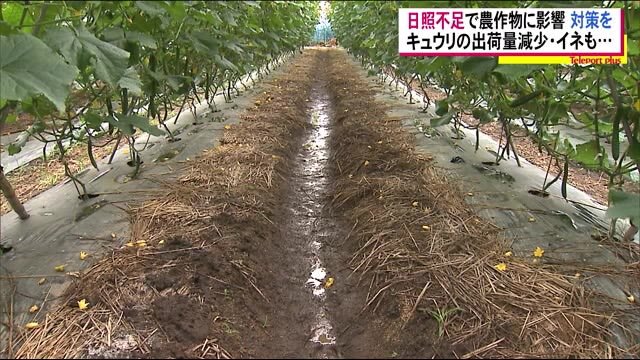 深刻…長雨・日照不足で農作物の生育の遅れや病害虫の被害拡大の恐れ…好天を願う農家【福島発】