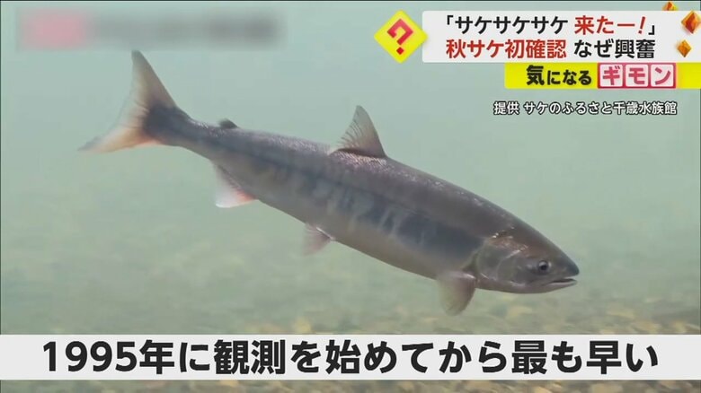 「サケサケサケ 来たー！」秋サケに水族館スタッフ歓喜…観測史上最速で確認　北海道・千歳市｜FNNプライムオンライン