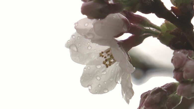 名古屋で桜の開花を発表　気象台担当者「冷たい雨の日で意外」花が開くのを促す“催花雨”という言葉も｜FNNプライムオンライン
