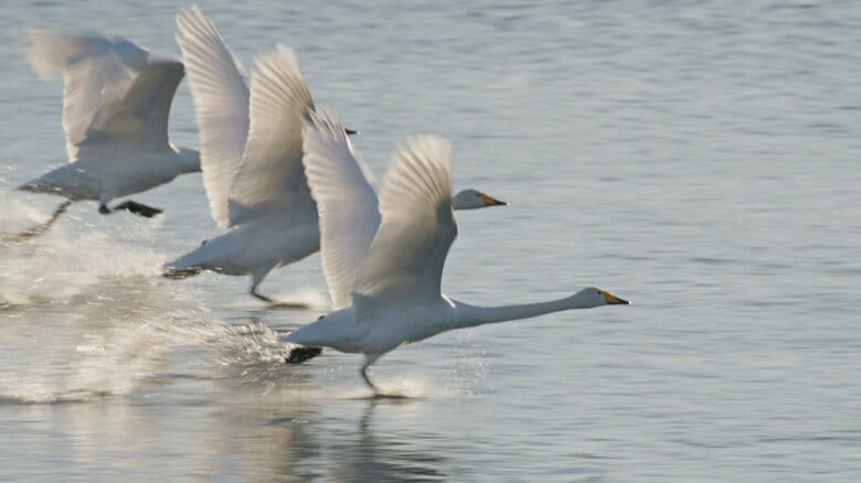 冬の使者、ハクチョウの一日を追う　家族の絆と3000キロの旅路｜FNNプライムオンライン